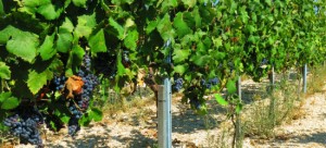Fikardos Winery Cyprus