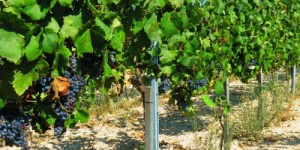 Fikardos Winery Cyprus