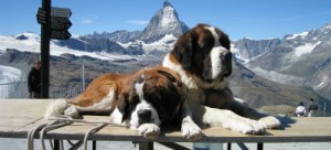 StBernarddogs1