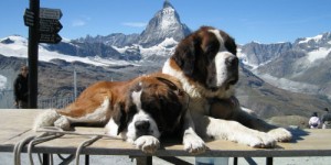 StBernarddogs1