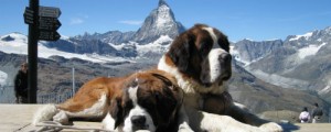 StBernarddogs1