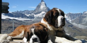 StBernarddogs1