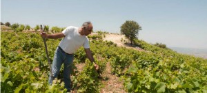 Vouni Panayia Winery  Andreas taking care of the vines web