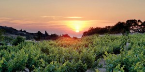 Wine Routes Cyprus